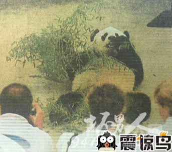 熊猫盼盼35岁了相当于人类100岁 熊猫盼盼还能活多久|熊猫盼盼长寿原因