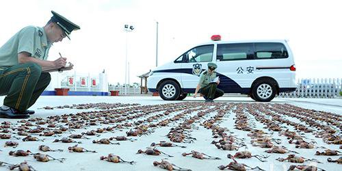江苏破捕杀动物案抓获4名嫌疑人 盘点危害野生动物案件